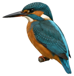 Common kingfisher